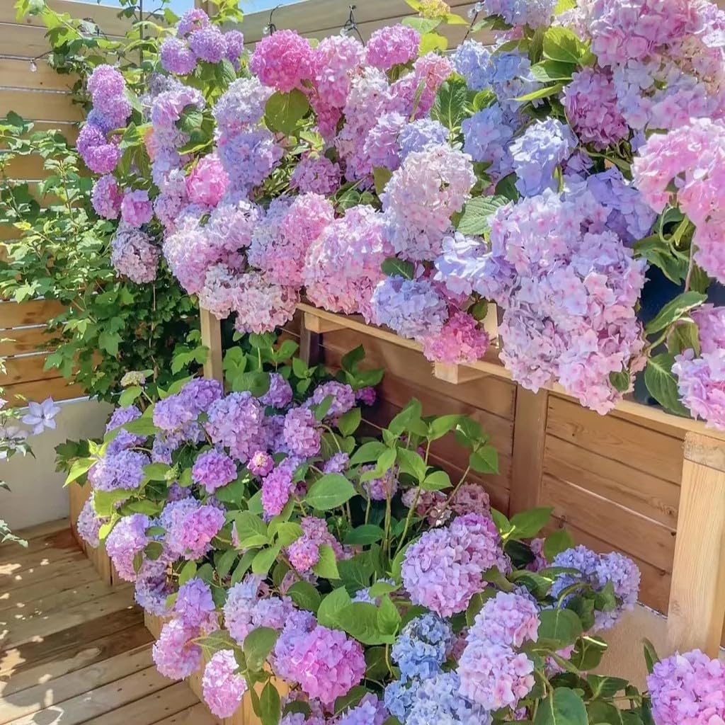Amazon.com : 35pcs Blue Pink Purple Hydrangea Seeds